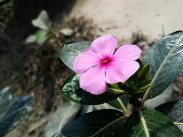 foyer peu profond d’une belle fleur rose de pervenche de cap (catharanthus roseus). - catharanthus photos et images de collection