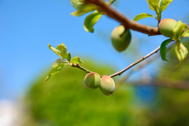 японский абрикос или прунус мумия на дереве весной - asian cuisine blue japanese culture still life стоковые фото и изображения