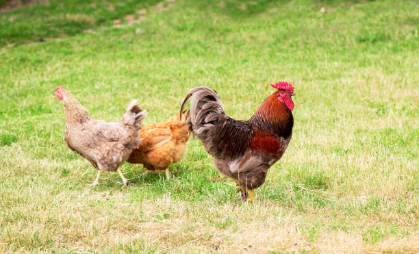 istock Rooster and chickens grazing on the grass 1312395317