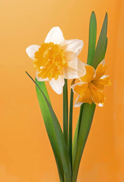 istock daffodil bouquet isolated on a yellow background 1312395330