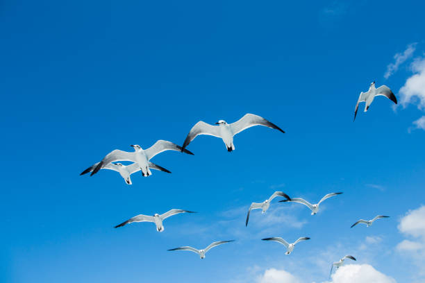 Birds follow the boat. Saona island