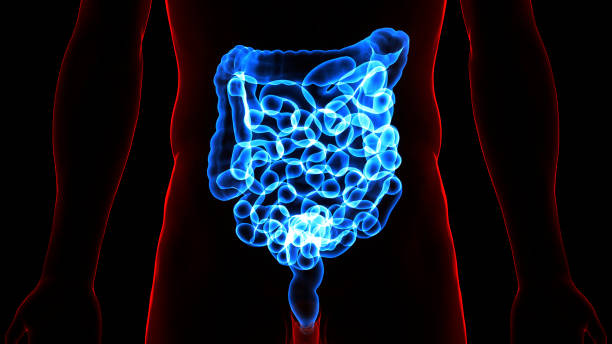 istock Human Digestive System Large and Small Intestine Anatomy 1312397013