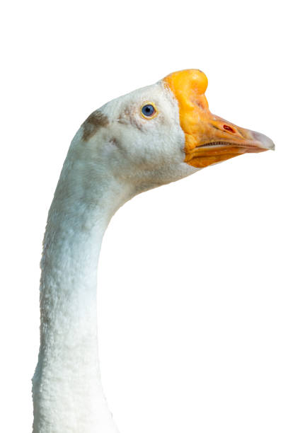 istock Goose head portrait sideshot 1312399309