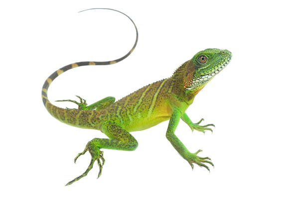 istock Chinese water dragon (Physignathus cocincinus) on a white background, isolate add clipping path. It is a large lizard. Fresh green body scales It is often found living near streams in Asian forests. 1312404029