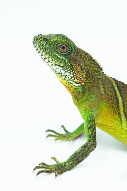 istock Chinese water dragon (Physignathus cocincinus) on a white background, isolate add clipping path. It is a large lizard. Fresh green body scales It is often found living near streams in Asian forests. 1312404031
