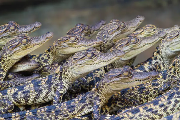 Baby crocodiles in the farm have just hatched from the egg. They were improve species for economic trading, especially the export of blood and tanning leather. Hybrid crocodile cub.