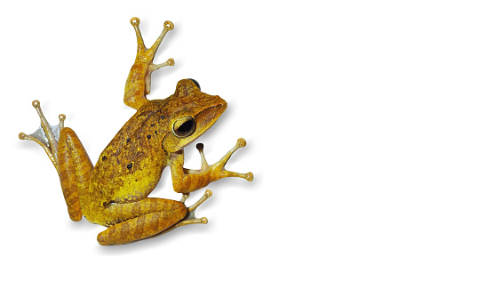 Tree frog (Polypedates leucomystax), brown tone was in the position of jumping on white background. Tree frog isolate.