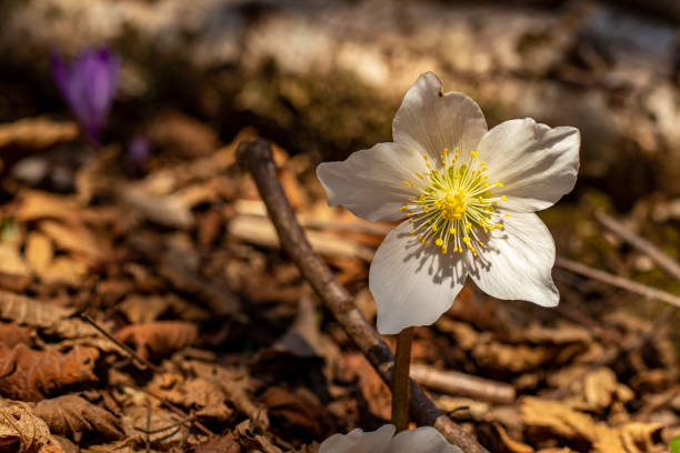 istock Hellebores growing in the forest, macro 1312405724