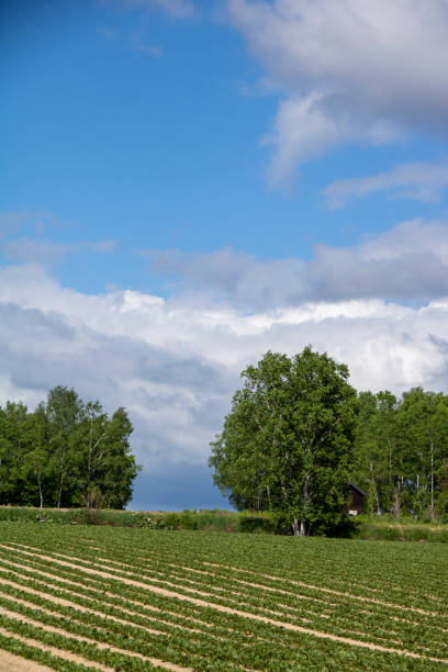 istock Early summer green beet field 1312407700