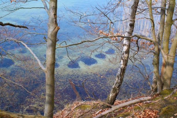 werbellinsee, lake in brandenburg, schorfheide - schorfheide imagens e fotografias de stock