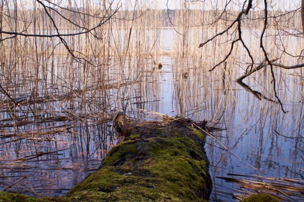istock Werbellinsee, lake in Brandenburg, Schorfheide 1312408276