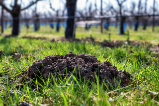 istock Molehills on a lawn as a nuisance to gardeners 1312410816