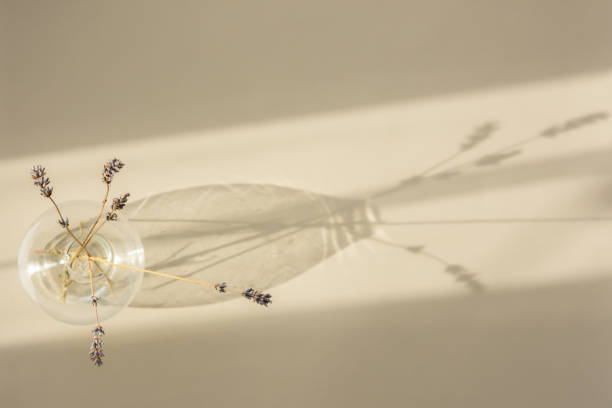 Dry lavender on a beige background top view. Natural light, beautiful shadows.