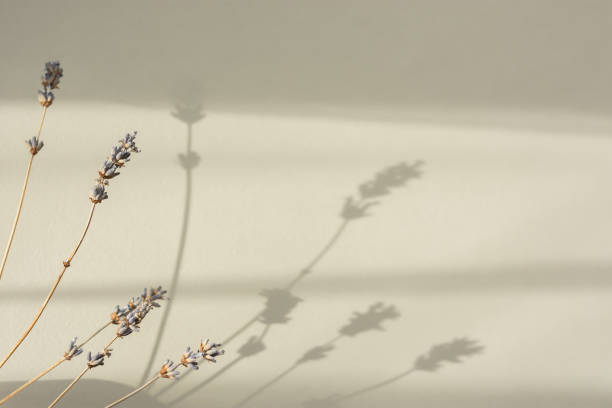 Dry lavender on a beige background top view. Natural light, beautiful shadows.