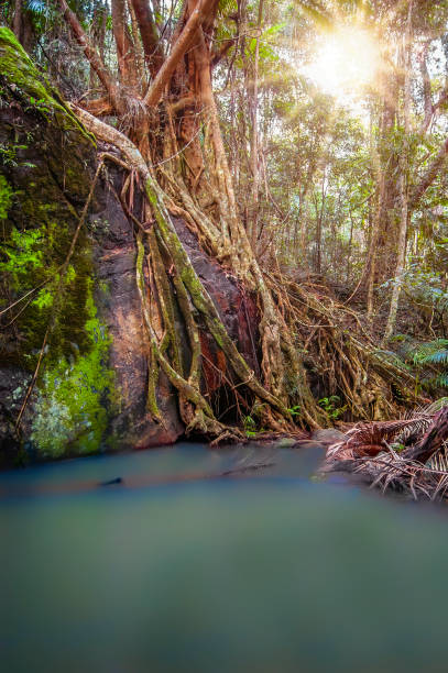 istock Montville Rainforest Creek 1312411260