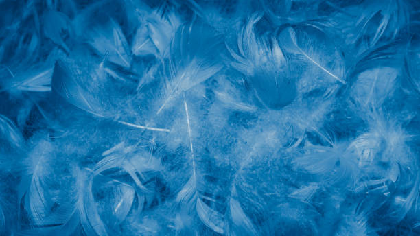 istock blue duck feathers with visible details. background 1312413234