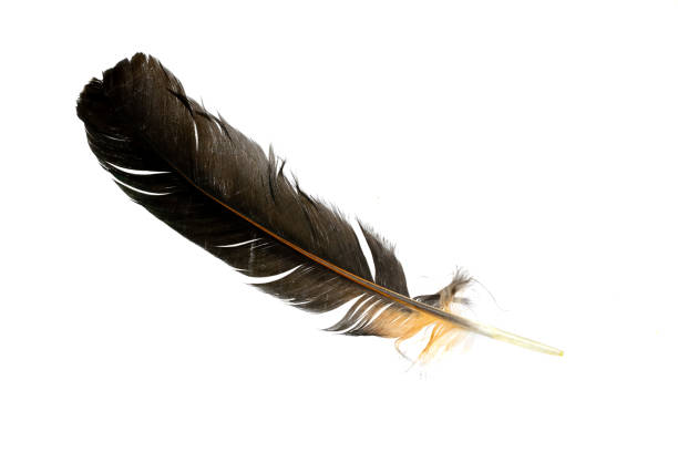 istock black feathers of a rooster on a white isolated background 1312413345