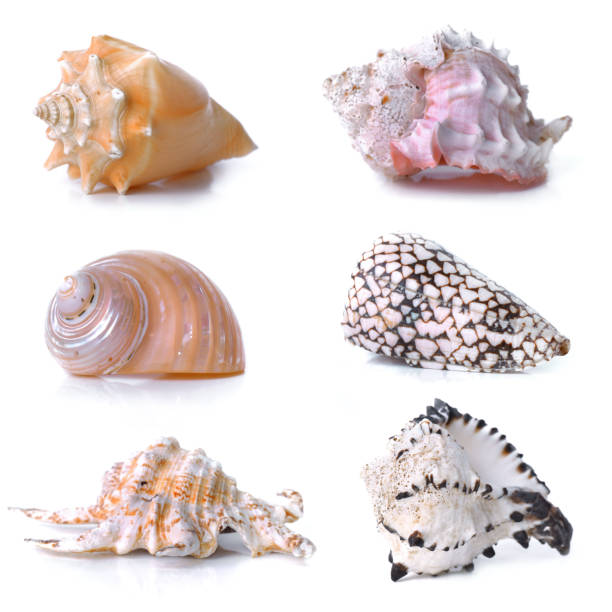 istock composition on white background of six tropical seashells in square size 1312413396