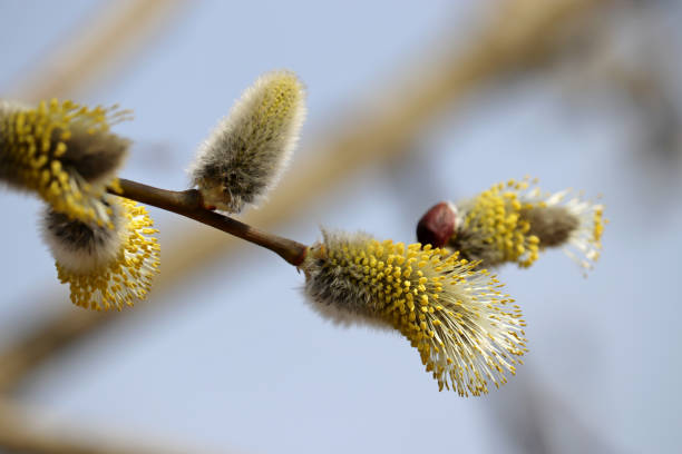 istock Pussy willow on the branch 1312414079