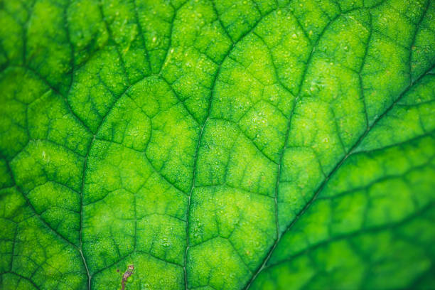 Free Stock Photo of Veiny texture of a vibrant green leaf | Download ...