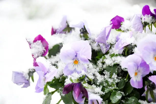 Beautiful pansy viola flower in tricolor, white, magenta and violet or purple with white snow cover in early spring season. Plant Balcony for decorate and season changing concept. selective focus