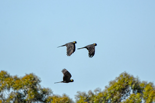 Three black cockatoo’s in flight