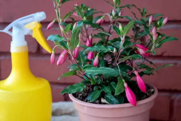 Potted houseplant with pink buds and sprayer. Home gardening, flowers at home