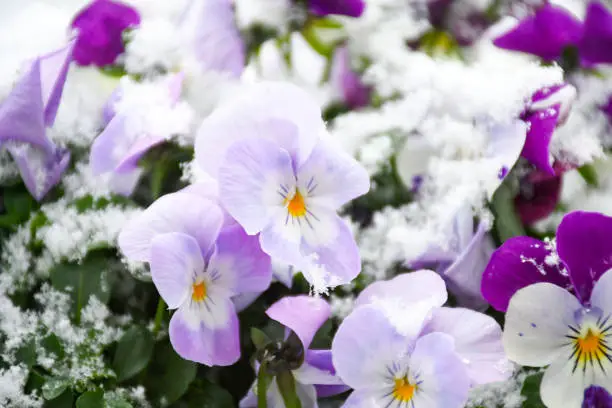 Beautiful pansy viola flower in tricolor, white, magenta and violet or purple with white snow cover in early spring season. Plant Balcony for decorate and season changing concept. selective focus