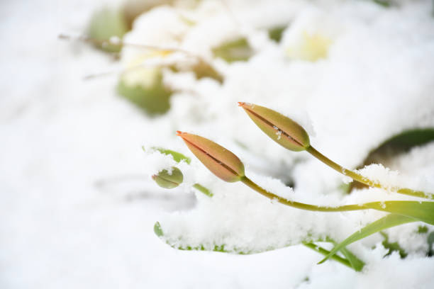 Young tulips flowers growing through snow in early spring season. Weather and season changing concept. None focus stock photo