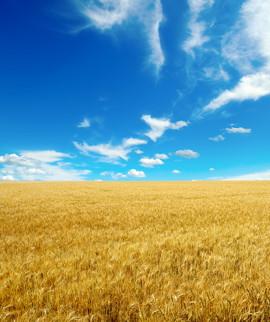 Golden wheat field and blue sky with cirrus clouds.