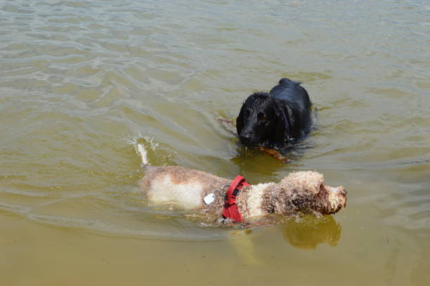 istock Two dogs playing in water 1312419795
