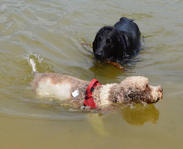 istock Two dogs playing in water 1312419797