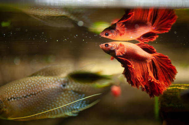 Red betta fish in a beautiful aquarium Red betta fish in a beautiful aquarium siamese fighting fish stock pictures, royalty-free photos & images