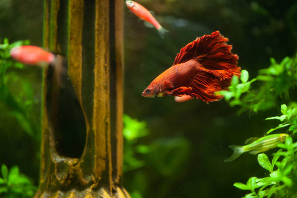 istock Red betta fish in a beautiful aquarium 1312420509