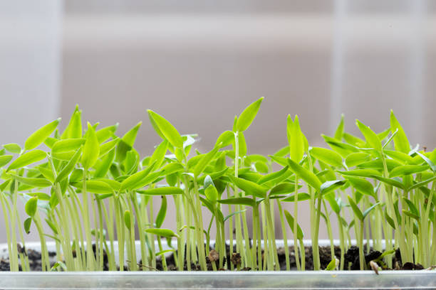 Small seedlings of lettuce growing in cultivation tray