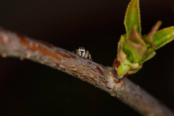 zebra jumping spider on branch in macro