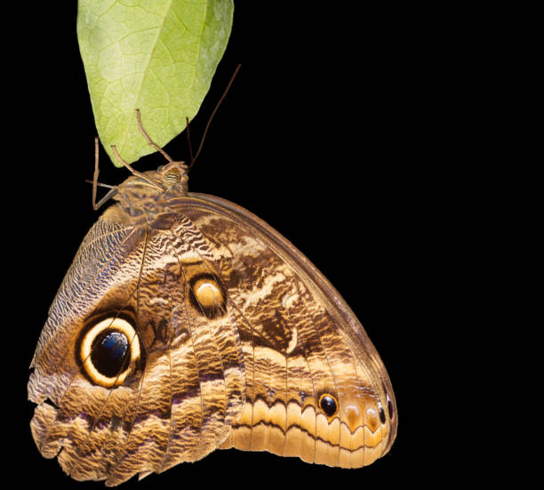 istock Butterly in macro close up 1312422792