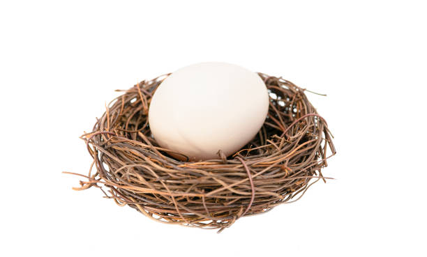 istock Chicken egg in a small nest isolated on white background 1312423110