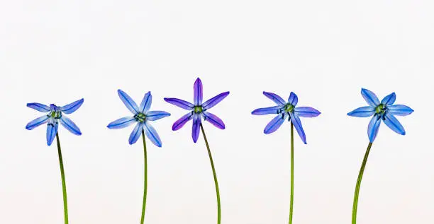 A bluestar flower on a white background