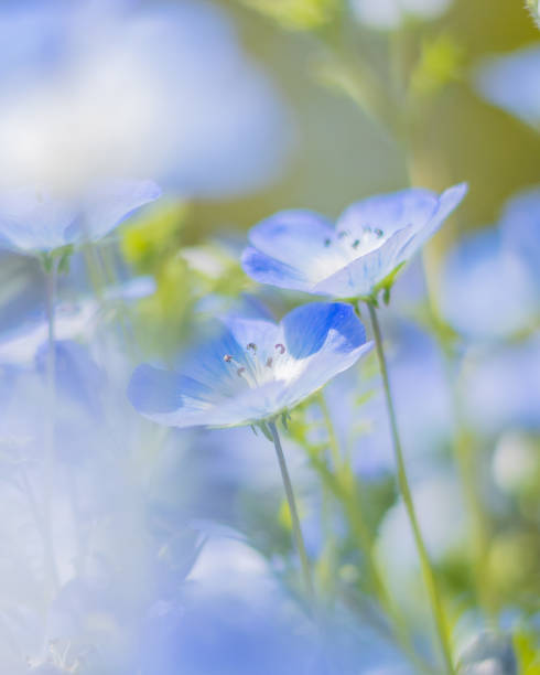 istock nemophila blue flower 1312423371
