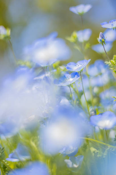 istock nemophila blue flower 1312423434