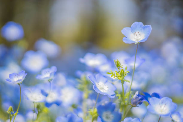 istock nemophila blue flower 1312423461