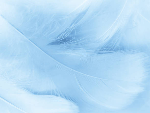 istock Beautiful abstract blue feathers on white background, white feather texture and blue background, feather wallpaper, blue texture banners, love theme, valentines day, light blue texture, white gradient 1312424376
