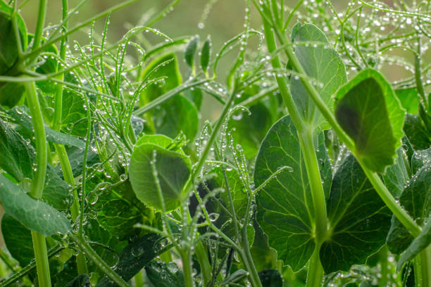 istock Green pea microgreen close up. Green pea sprouts with water drops in macro 1312426069