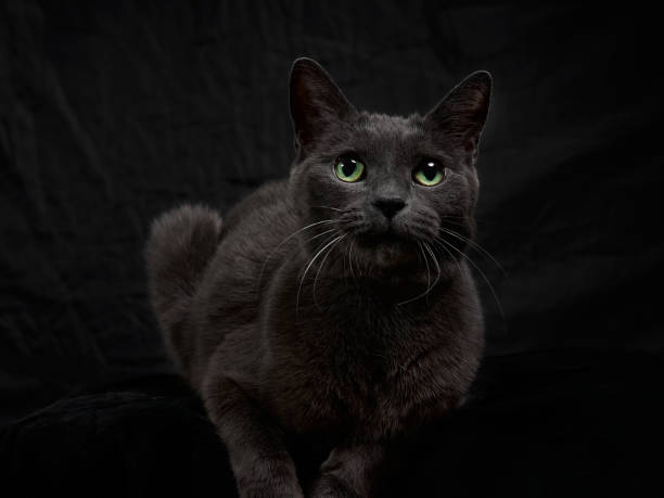 istock Dark gray cat on the black background 1312426157
