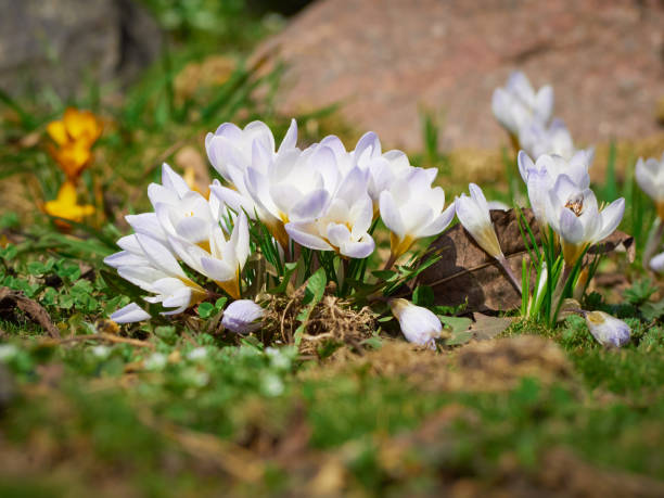 istock Spring flowers crocus in the nature. 1312426288