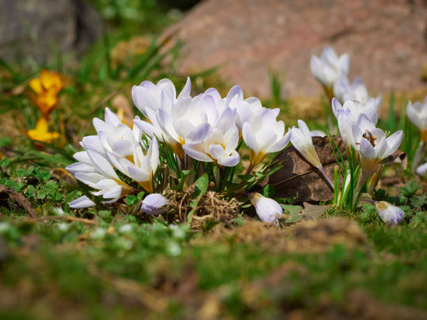 istock Spring flowers crocus in the nature. 1312426522