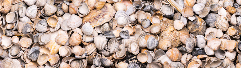 a collection of seashells for panorama, border or banner
