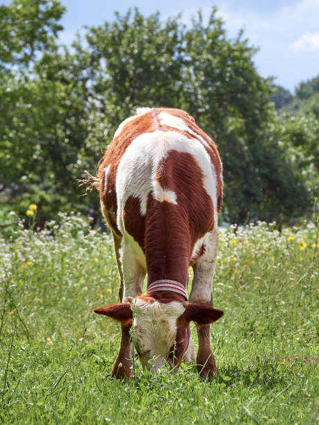 istock Calf grazing on pasture. 1312427187