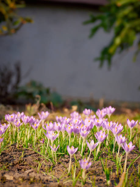 istock Spring flowers crocus in the nature. 1312427252